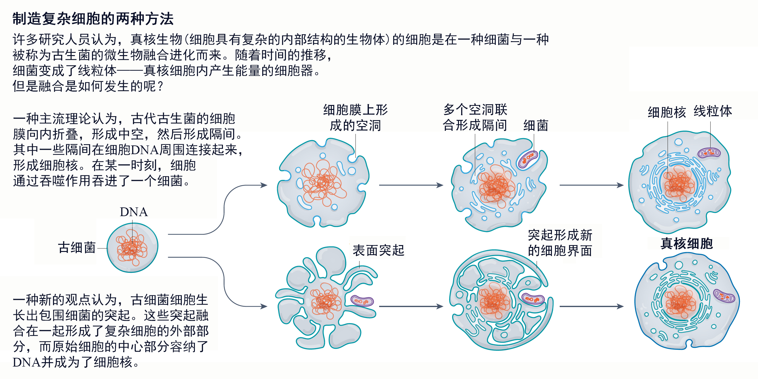 复杂生命体的起源——神秘微生物 | 生命奥秘