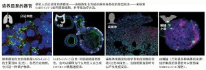 类器官助力新冠药物研发1