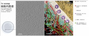 细胞的秘密生活，新技术可视化细胞内部-2