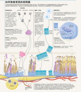 恢复视力的多种方法-2