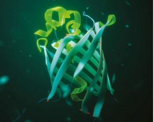 新型荧光标签耐受光漂白1