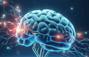 科特西林调节脑缺血再灌注损伤中