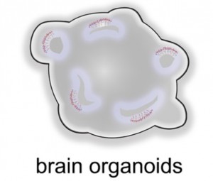 brain organoids