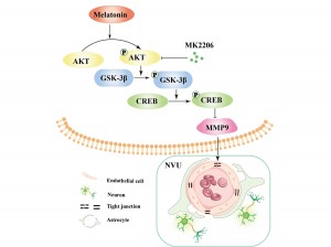 褪黑素可激活信号通路